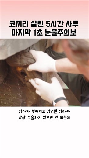 고통스런 통증에서 벗어난 코끼리의 마지막 표정 (눈물주의)