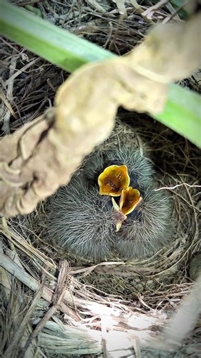 the baby bird is hungry #vlog