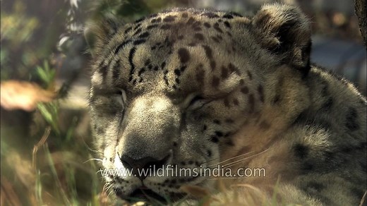Close-up face of snow leopard