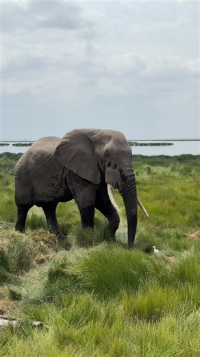 Exploring the Beauty of Masai Mara, Africa