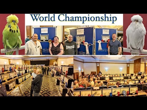 100th Budgerigar Society World Championship Show 2025 | Blackpool UK | Daniel Luetolf Expert Views