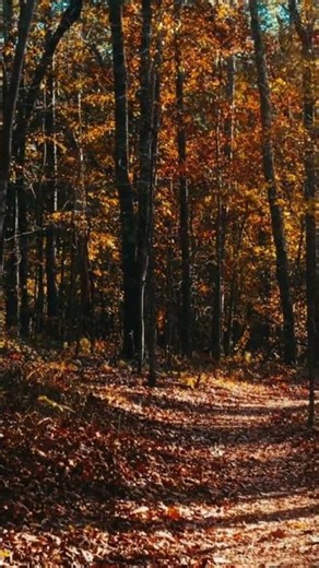 Forest View #forest #nature #tree #plants