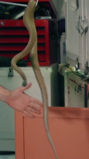 Most venomous #snake 🐍 Small-scaled snake AKA inland taipan 🇦🇺 #LearnOnTikTok #GWRoriginals