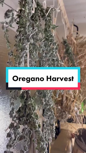 Drying Herbs for Beginners: Tips and Tricks for a Successful Herb Garden