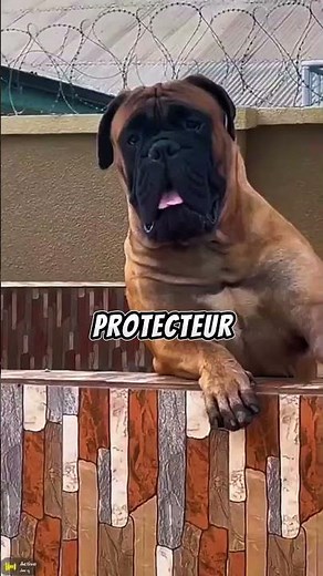 Ces chiens de garde sont des héros de la famille!