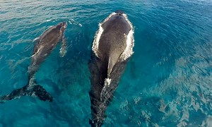 Marine biologist Nan Hauser saves whales — with Phantom 3 Professional