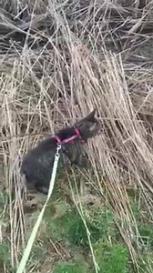 2.3K views · 75 reactions | Talk about a cool cat! This is Mogul, a 4 year old Manx cat who is currently up for adoption. He is super friendly with both cats and dogs! He loves to explore and as you can see likes the outdoors! If you're interested in Mogul please fill out an application on our website www.lastchanceranch.org | Last Chance Ranch | Facebook