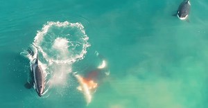 Trei balene ucigașe au devorat un rechin de aproape 3 metri. Imaginile surprinse de drone sunt incredibile