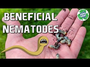 Preventing Pests With Beneficial Nematodes!