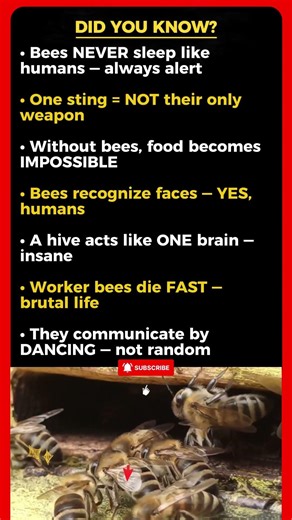 Bees Are NOT What You Think 🐝⚡