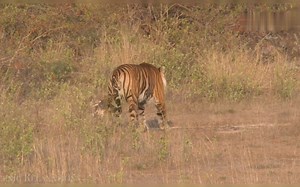 4K高清｜亚洲动物世界纪录片