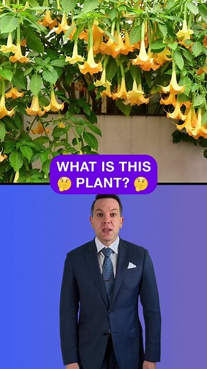 19K views · 806 reactions | Is This Plant The Secret to Mind Control? #mindcontrol #hypnotized #law #funfacts #funlaws #lawyers | Law By Mike | Facebook