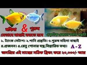 HOW TO BREED GLOW TETRA FISH How to identifies tetra fish Male Female Tetra fish breed.পুরুষ ও মহিলা