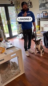 11K views · 87 reactions | Signs that your dog is loading part 1 #southenddogtraining #petpenuk #dogtraining | Southend Dog Training | Facebook