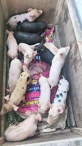 Piglet Iron Injection Follow-Up: Preparations & Process! #BobotsFarm #Piglets #IronInjection #FarmLifePH #hograisingtips | Bobot’s Farm: Piggery at Fishpond