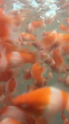 18K views · 198 reactions | These Koi swordtails sometimes referred to as Kohaku after the red and white pond fish Koi, have an overall transparent white body with various sizes of reddish-orange patches. Swordtails are livebearers, meaning that females will produce live fry #fishing #aquariumhobby #aquariumlife #aquarium | Hendrix backyard TV | Facebook