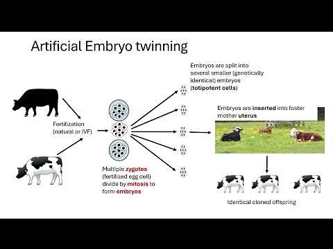 Artificial cloning in animals OCR A A-Level Biology Revision 6.2.1 Cloning and Biotechnology