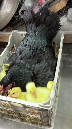 Confused Hen Meets Baby Geese for the First Time