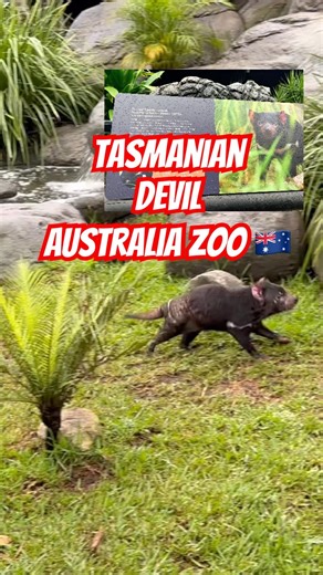 🇦🇺Animals in Australia Zoo | Tasmanian Devil