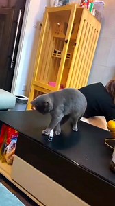 448K views · 3.5K reactions | Cat Dekh Tera Halat kya karegi ham # comedy | Pintu Comedy Shorts | Facebook