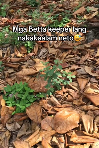 Essential Tips for Betta Fish Keepers