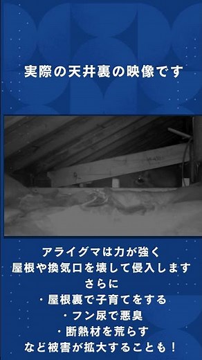 屋根裏の音 それアライグマかも【防除研究所】 #害獣対策 #防除研究所#アライグマ#有害獣被害