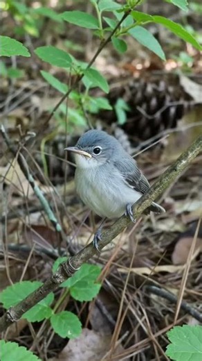Blue gray gnat catcher babies seen in the Florida wetlands. #wildlife #birds