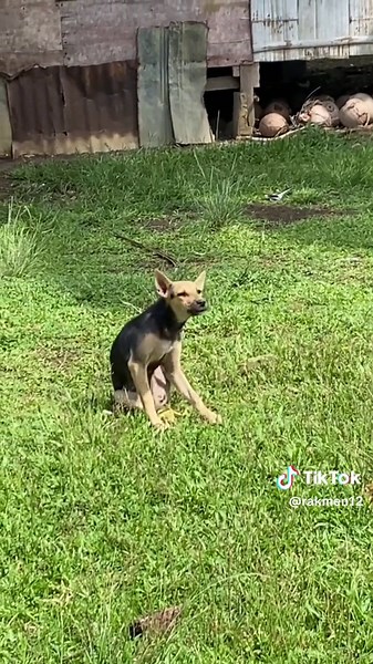 Understanding Enumerator's Weakness in PopCen CBMS