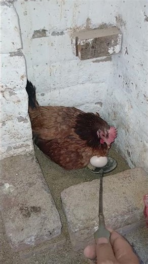 unbeatable egg defence system