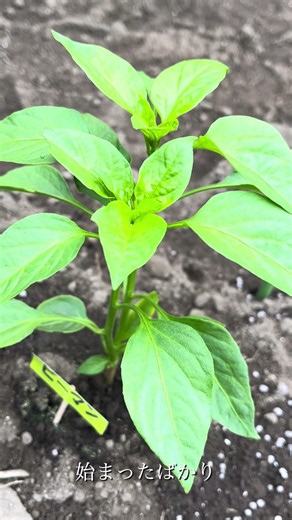 【家庭菜園】ピーマン1日目 #gardening #再生栽培 #再生栽培 #garden #庭作業