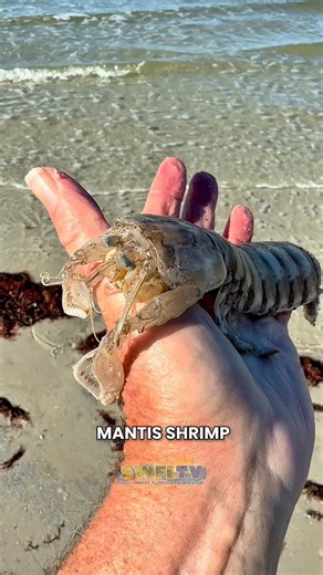 Watch this video to see a mantis shrimp, a live cockle clam, several nine-armed sea stars, and some of the beautiful views that Robb got to enjoy during his Tuesday morning beach walk at Delnor-Wiggins Pass State Park in North Naples, Florida. ABOUT ROBB’S BEACH WALKS Robb Stan's beach walks are a great way to start your day, especially if you love the beach. He does almost daily live video streams of his morning beach walks on Southwest Florida Television's Facebook page. Beach Locations: Robb'