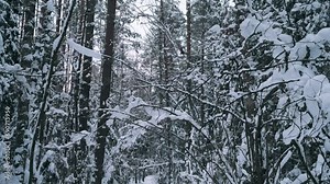 Snow-covered tree crowns background in winter in a pine forest 4k
