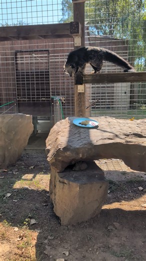 22K views · 317 reactions | As promised, Poppy the binturong enjoying her cake, she went for the jam smear first! Binturongs are arboreal and live in the trees, they use their prehensile tail to help grip branches and vines while they climb. They can also rotate their ankles 180 degrees to allow them to climb down trees head-first. Binturongs also have semi-retractable claws they can use to help grip bark while they navigate the tree tops. | Great Bend-Brit Spaugh Zoo | Facebook