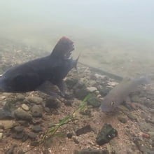 A meme on it's natural habitat - Video