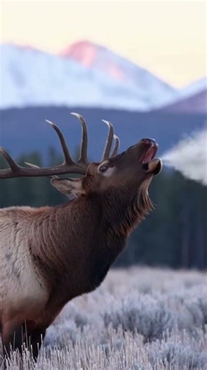 Majestic Elk Sound Echoes 🦌❄️🔊