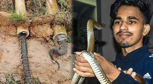 Most Challenging Snake Snake Trapping Techniques With Unbelievable Control