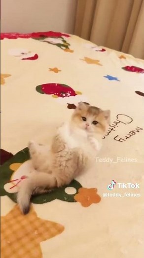 AMAZING FACTS ABOUT CATS 18 #facts #cats #cute #kittens #cats