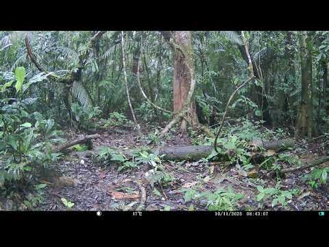 Lowland paca (Cuniculus paca) at Forest Clearing - Napo Moist Forests