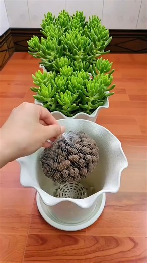 Nice tips for your Succulents 🪴 | Cactus Garden