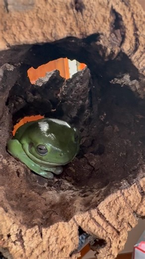 Frog in a log is everything #frog #treefrogs #amphibian #reptiles #reptilelover #cuteanimals