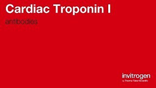 Anti-Cardiac Troponin I Antibodies | Invitrogen
