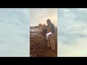 How to Apply CCIA EID Allflex Cattle Ear Tags | Secure & Approved Canadian Cattle ID