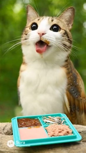 ASMR Meowl cat licking mat on branch