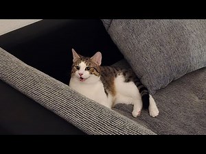LIVE 🔴 Never-Ending Cat Stream – Cute & Funny Cats on Loop