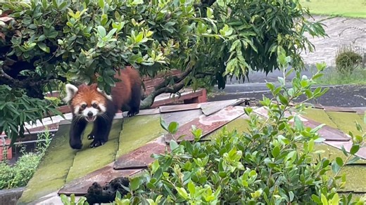 【公式】広島市安佐動物公園 on Instagram: "ごはんはまだかな? お部屋の準備はまだかな? 入舎アピールのヨウヨウとプルプル親子 #zoo #入舎アピール ※レッサーパンダがいる西園エリアは現在閉鎖中です。"