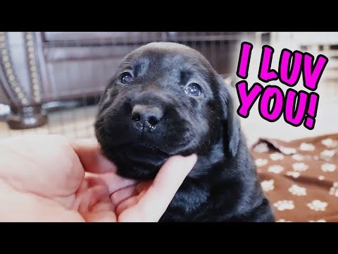 Labrador Puppies Give All Their Love!