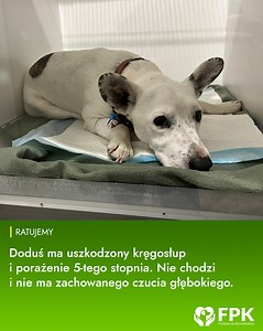 85K views · 1.6K reactions | Zadzwoniła do nas lekarz weterynarii z...