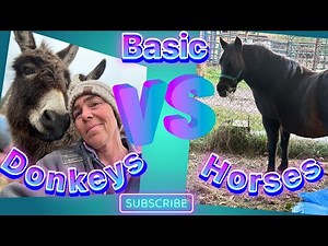 Basic Donkey vs Horses, 🤔 The differences my surprise you! 🫣