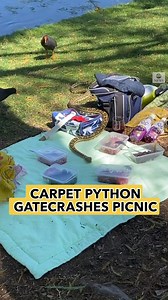 550K views · 1.4K reactions | UNINVITED GUEST: Carpet python...