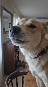 2.4K views · 127 reactions | The haunting howls of Dingoes are indeed iconic and evoke a strong sense of the Australian wilderness. Their vocalisations are a unique form of communication, often used for contact, warning, or bonding within their social groups. The sound of Dingoes howling can be mesmerising and is often associated with the vast, open spaces of the Australian outback. Just legendary.  | Aussie Canis dingo DAY | Facebook